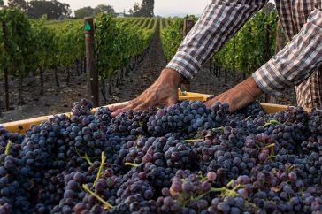 L8A1703_Grenache2020